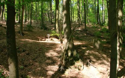 Promenaden im Bereich der Rehburger Berge. Sonnenstrahlen scheinen durch die Bäume.
