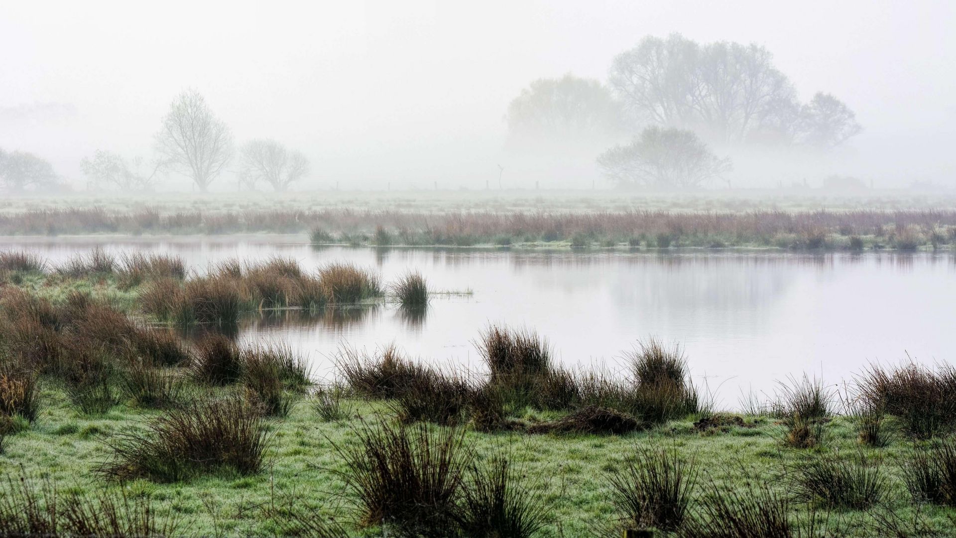 Der Nebel wabert über die Wasserstellen im Meerbruch im Herbst