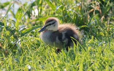 Küken auf Grünfläche Ein Entenküken sitzt auf einer Grünfläche