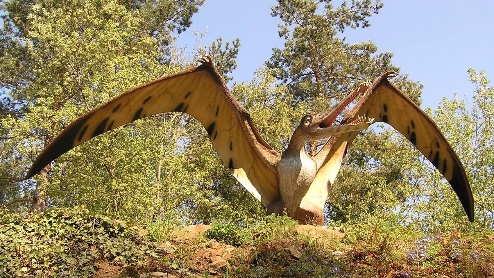 Flugsaurier Dinopark Ein Flugsaurier breitet seine Flügel aus