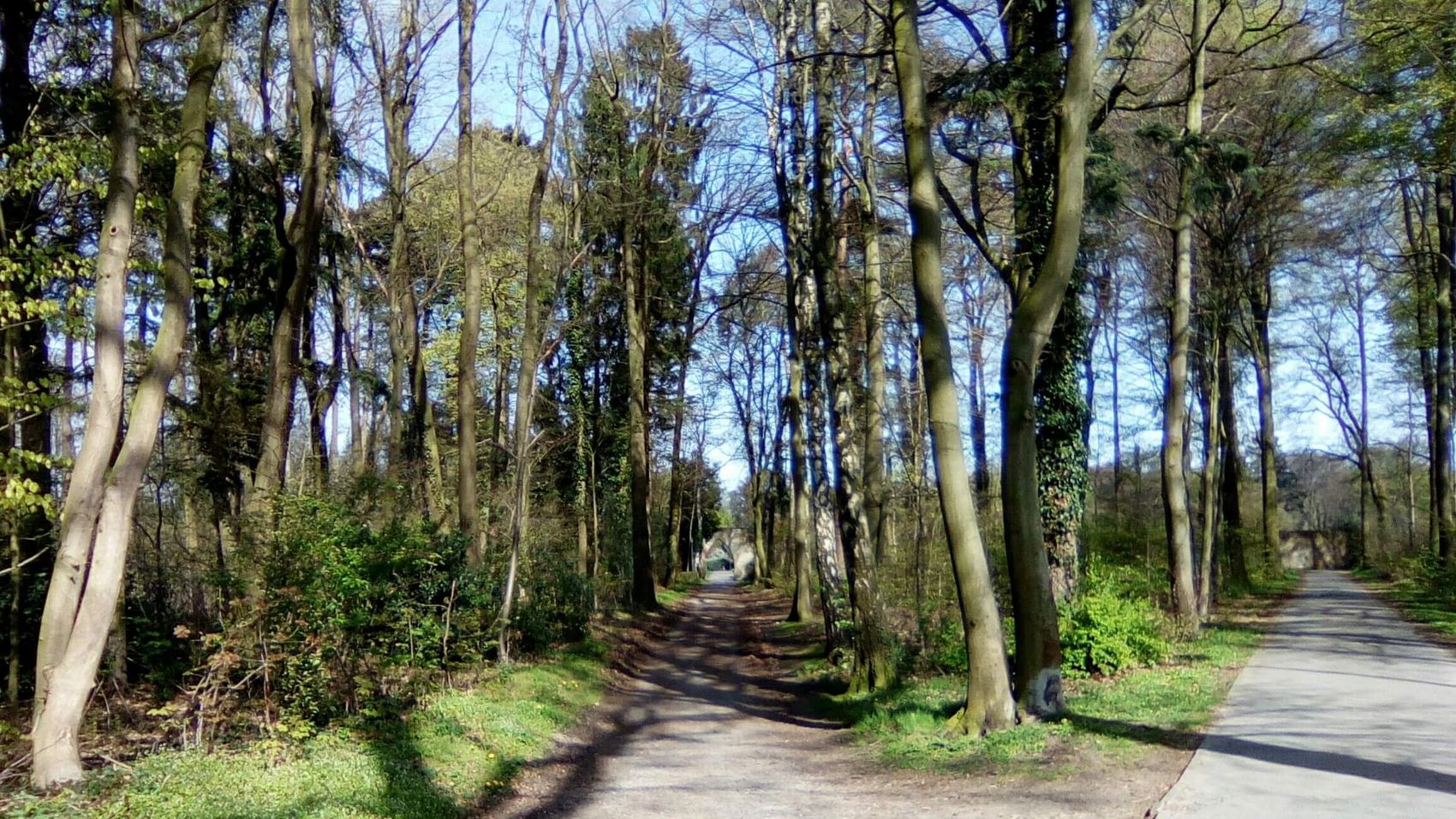 Gästeführungen Rehburg-Loccum Eine Entdeckungsreise zu den Wildkräutern führt durch ein Waldstück