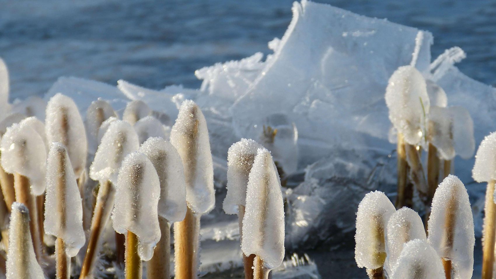 Vereiste Binsen an der Promenade Kleine Eishütchen haben sich an einem kalten Wintertag an den Binsen gebildet